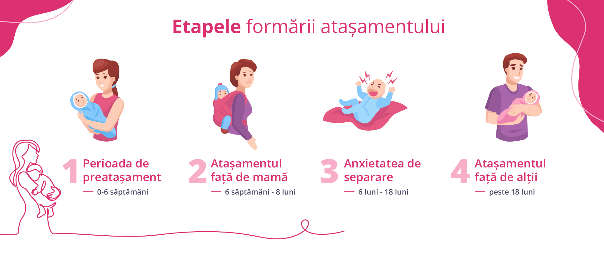 etapele formarii atasamentului 1